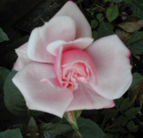 DSCN4317 pink rose